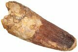 Fossil Spinosaurus Tooth - Feeding Worn Tip #296475-1